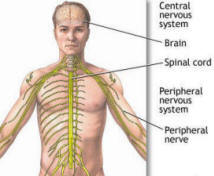 nervous-system nervous-system